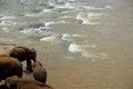 River Elephants Royalty Free Stock Photo