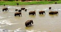 River Elephants Royalty Free Stock Photo