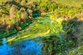 River swirling with water plants. Te Waihou, New Zealand