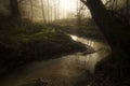 River in enchanted fairytale forest Royalty Free Stock Photo