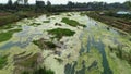 River eutrophication, algal bloom floating on the water, water pollution