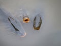 River fish, carp, with open mouths. UK.