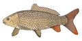 River fish carp with scales hand drawn. Beautiful color fish isolated on white background. Vector illustration Royalty Free Stock Photo