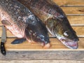 River fish, cleaned from chechuya, large carp and pike perch, on a wooden background.Fish from Russian rivers Royalty Free Stock Photo