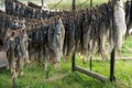River fish are dried on ropes in the open air in large quantities
