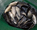River fish in a green plastic grid in a pond. Fish catch. Carp a Royalty Free Stock Photo