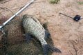 River fish lies on the sand close-up. The bream was caught with a fishing rod, a spinning rod