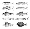 River fish. Perch or bass, Seafood for the menu. Scomber or mackerel, beluga and sturgeon, lake. Sea creatures Royalty Free Stock Photo
