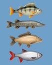 River fish. Realistic seafood freshwater swimming animals salmon herring bass decent vector templates collection Royalty Free Stock Photo