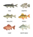 River fish set. Predatory gray pike and broad finned underwater wallyey deep red carp white and common perch fresh