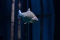 River fish Silver barb, or Java barb Barbonymus gonionotus swims underwater. Wildlife Royalty Free Stock Photo