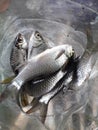 river fish with silver scales in a plastic container Royalty Free Stock Photo
