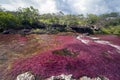 River of Five Colors CaÃÂ±o Cristales, Colombia