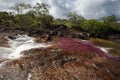 River of Five Colors CaÃÂ±o Cristales, Colombia