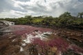 River of Five Colors CaÃÂ±o Cristales, Colombia