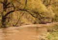 River Flooding Near Old Bending Tree