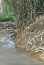 River flow with bamboo tree roots and green leaves Royalty Free Stock Photo