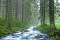 River flow in a misty forest