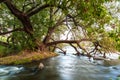 River flow in the rocks near the big green tree