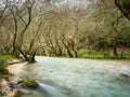 River flow among the trees Royalty Free Stock Photo