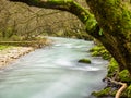 River flow among the trees Royalty Free Stock Photo