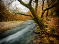 River flow among the trees Royalty Free Stock Photo