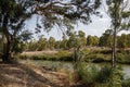 River flowing in the eucalyptus grove Royalty Free Stock Photo