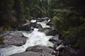 River flowing through a forest