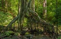 River flowing through the hanging roots of banyan tree on Judd trail in Oahu