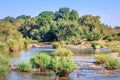 River flowing through Kruger National Park at sunrise with the moon setting behind a tree Royalty Free Stock Photo