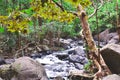 A river flowing through the middle of the forest