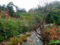 A river flowing through normal vegetation Royalty Free Stock Photo