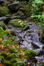 River flowing over rocks in the moss filled green fall woods