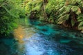 A beautiful New Zealand river in lush native forest