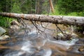 River flowing under fallen log with trees