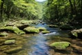 a river flowing through a wooded area