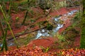 The river flows in a beautiful autumn forest