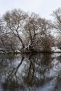 The river flows through the forest. In late fall in the forest the trees stand leafless and reflected in the water of the river