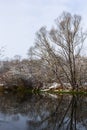 The river flows through the forest. In late fall in the forest the trees stand leafless and reflected in the water of the river