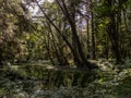 River Flowing Through Lush Temperate Rainforest