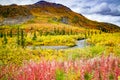Fall colors on the tundra Royalty Free Stock Photo