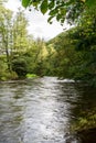 River with forest around - Thaya river in Thaytal national park on austrian-czech borders