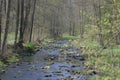 River in the forest