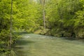 River in forest Royalty Free Stock Photo