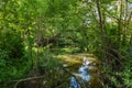 River in the forest, flowing between trees