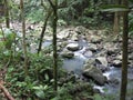 A river in the forest at Makiling botanical gardens, Philippines Royalty Free Stock Photo