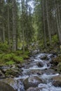 River in the forest at the mountains Royalty Free Stock Photo