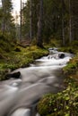 River in a forest