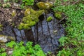 River in a forest park. Plants, moss, green grass. Reflections on water. Spring, early summer. Environment climate ecology Royalty Free Stock Photo