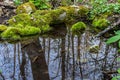 River in a forest park. Plants, moss, green grass. Reflections on water. Spring, early summer. Environment climate ecology Royalty Free Stock Photo